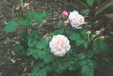 die neue Nostalgierose namens MaryAnn_kleiner.webp