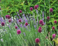 Allium und Lavendel_kleiner.webp