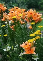 lachsfarbene Lilien2_kleiner.webp