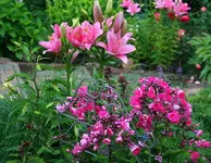 pinkfarben Phlox und Lilien_kleiner.webp