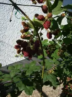 100_3811.webp