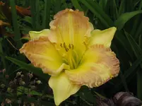 IMG_honey jubilee_1067x800.webp