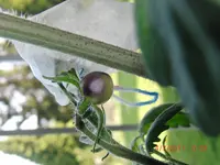 CIMG2983.webp