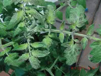 CIMG2984.webp
