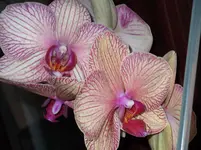 DSCF0687.webp