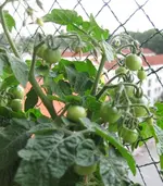 Tomaten.webp