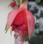 Fuchsie (2).webp