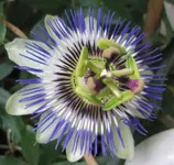 Passi (4).webp