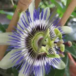 Passi (5).webp