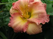 IMG_blessing4_1067x800.webp