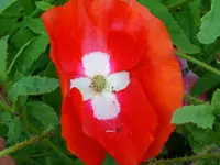 DSCI1487.webp