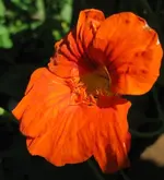 Kapu.webp