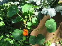 Kapu (2).webp
