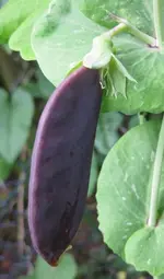 Kapuzinererbse (2).webp