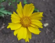 Mädchenauge.webp