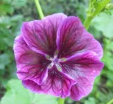 Malve (2).webp