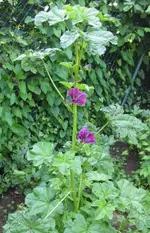 Malve (3).webp