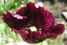 Mohn (3).webp