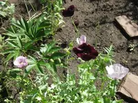 Mohn (4).webp