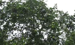 Äpfel.webp