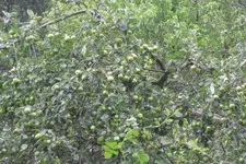 Äpfel (2).webp