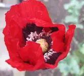 Mohn.webp