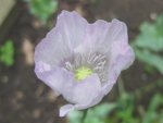 Mohn (2).JPG