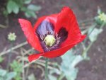 Mohn (3).JPG