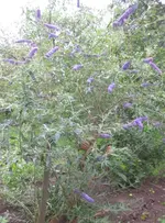 Schmetterlingsflieder.webp