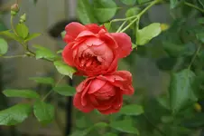 DSC05627.webp