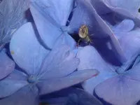 DSCFspinne.webp