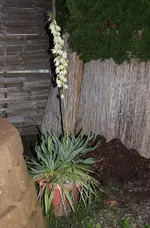 Palme.webp