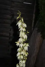 Palme2.webp