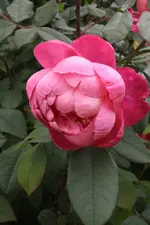 Benjamin Britten.webp