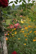 Blick auf Rosenreihe.webp