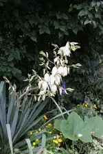 Endlich, Blüte der Palmlilie.webp