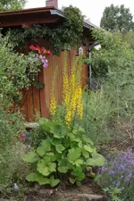 Ligularia.webp