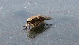 Pferdebremse.webp
