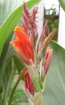 Canna, 05.07.11.JPG