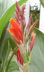 Canna, 05.07.11.webp