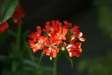 DSC01906.webp