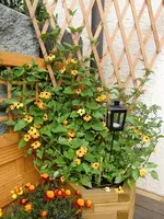 susanne 001.webp