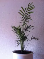 IMG_1400.webp