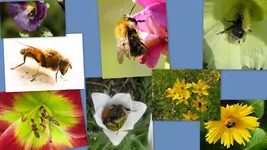 Hummel 2.webp
