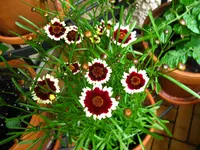 IMG_1955.webp