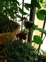 IMG_1956.webp