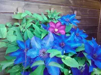 Clematis.webp