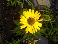 gelber Echinacen.webp
