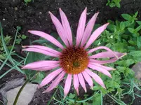 roter Echinacen.webp