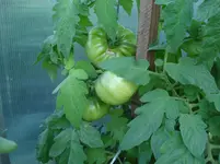 DSC02046.webp